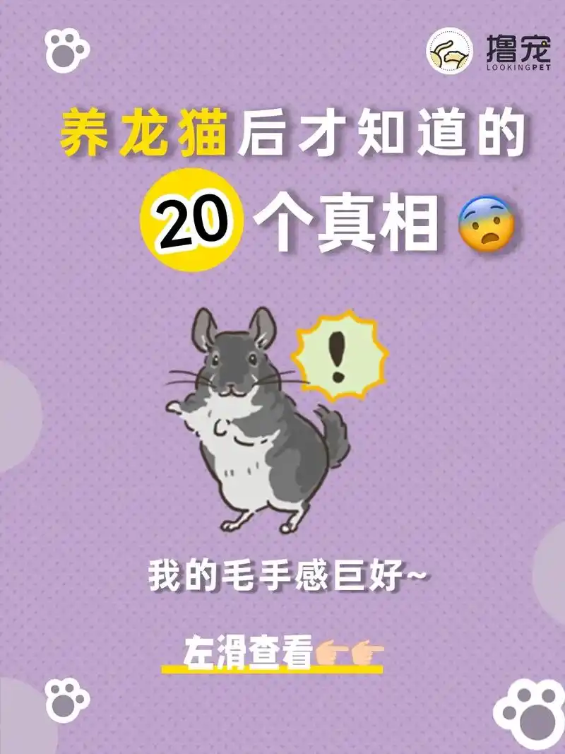 惊!养龙猫后05才知道的20个9215密>>#龙猫 #龙猫宝宝 - 抖音