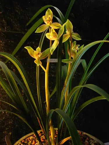 春剑中的大一品____"艳春"08年-春兰篇-中国兰花交易网社区