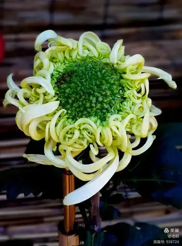 2018北京植物园第十届菊花文化节