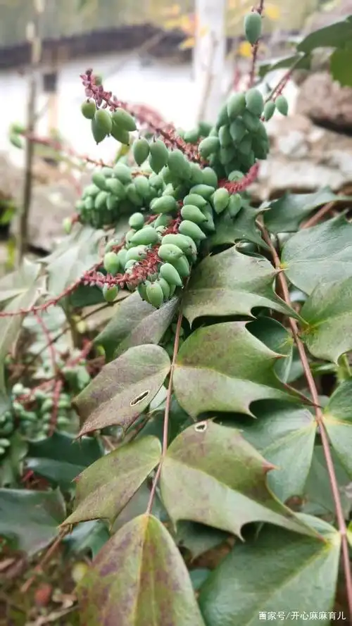 春的气息,花的烂漫!
