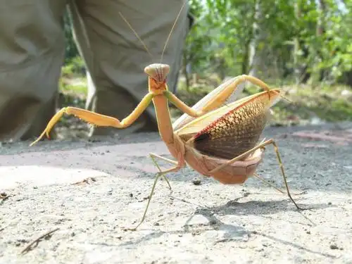 大刀螳属tenodera