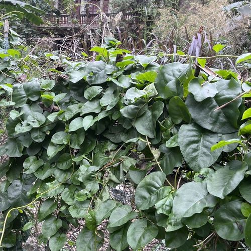 贵州野生藤三七植物种苗可食用三七根茎庭院阳台爬藤特色绿植可吃