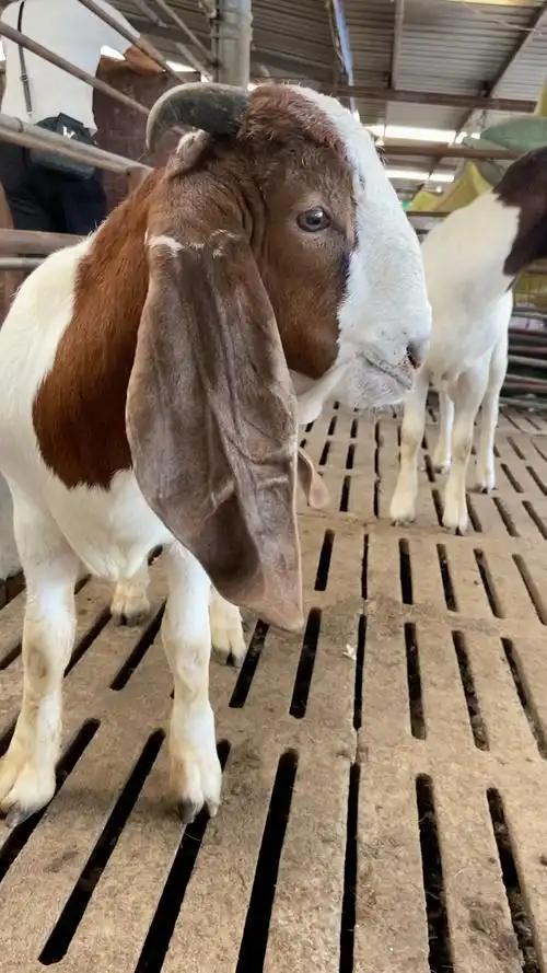 大耳朵波尔山羊种公羊