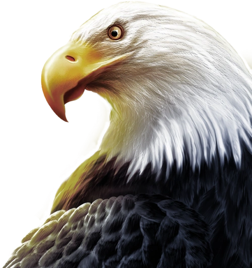 雄鹰展翅翱翔老鹰图片大全png免抠元素美国国徽