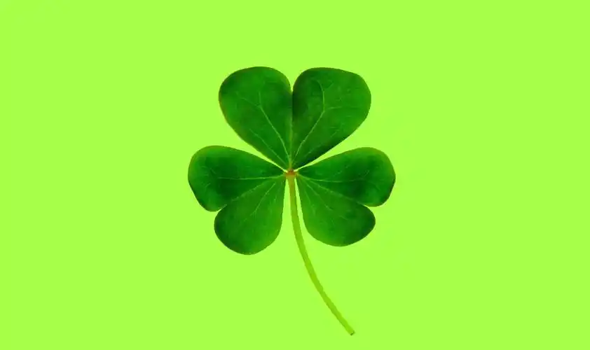 绿色背景中好运的四叶草