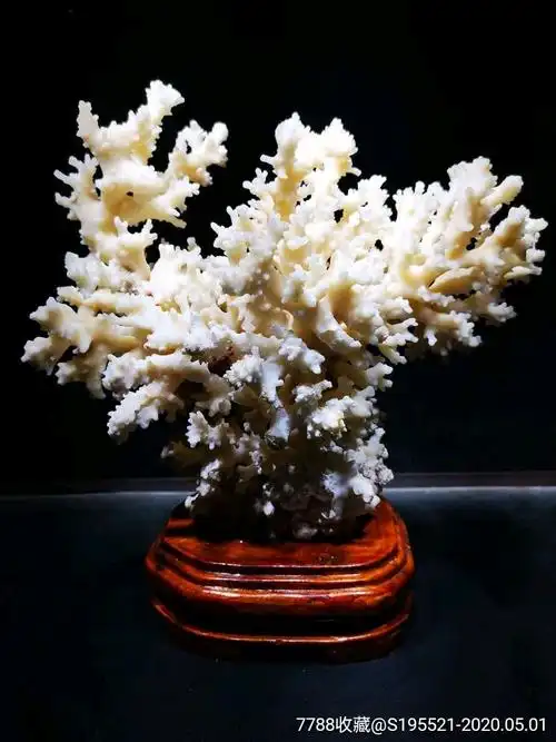 天然白珊瑚摆件