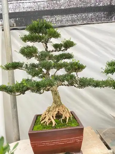 家有黄杨,喜气洋洋,凡事接触了盆景世界的人们,无有不对黄杨喜爱者.