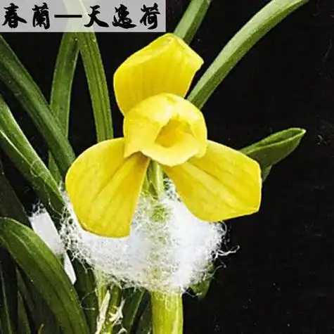 大自然给人类馈赠的宝贵财富之极品兰花《天逸荷》,得此花者实属 - 抖