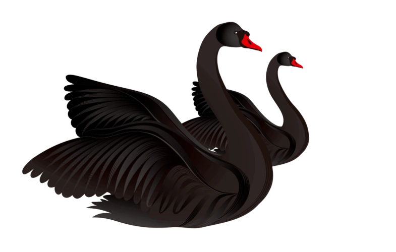 看,黑天鹅!悠"游"生态城