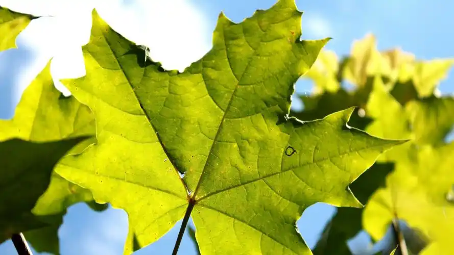 唯美护眼小清新树叶唯美绿色高清桌面壁纸