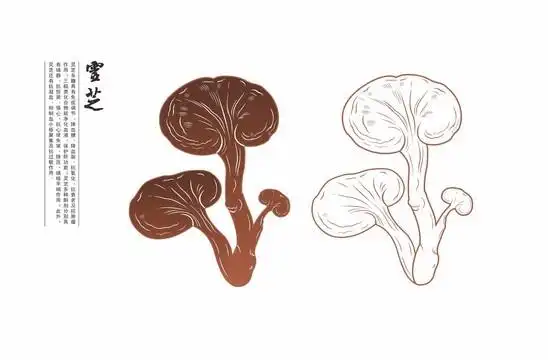 灵芝图片