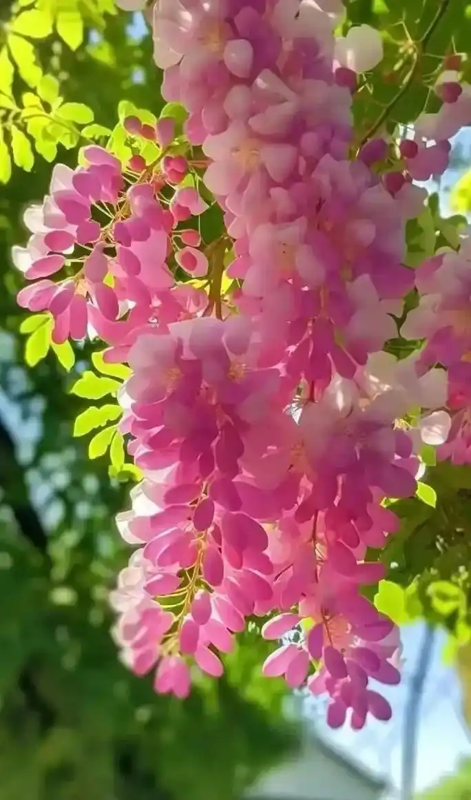 初夏情怀 夏季的风景,如诗如画.美了世界,温柔了岁月,陶醉了人生