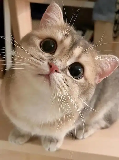 猫咪"歪头看你"不只是卖萌,还有这些含义!