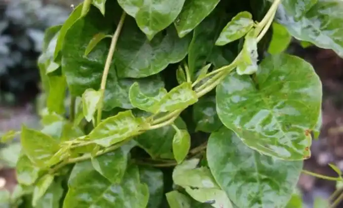 藤三七丨农村田野常见的"洋落葵"