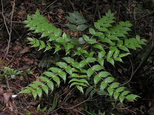 安徽刺黄柏 (植物)