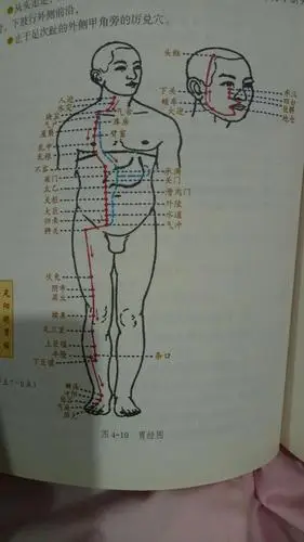 足阳明胃经(早上7-9点)