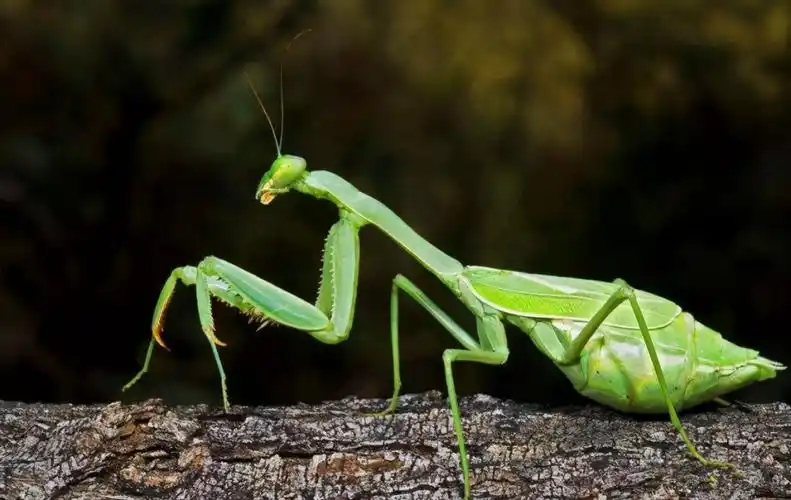 交配完后母螳螂要吃掉丈夫时为何公螳螂不反抗也不逃走