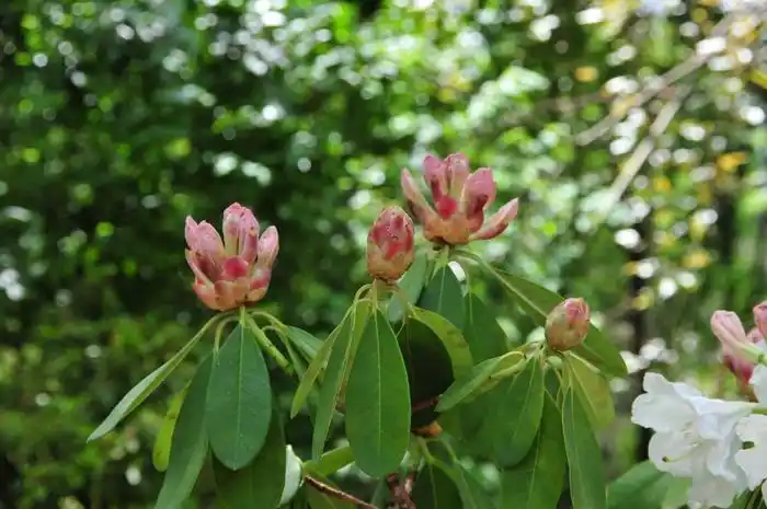 大白杜鹃rhododendrondecorum