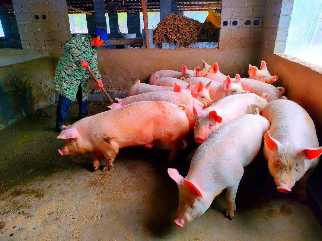 封管,巧繁猪仔,订单直销的办法,每年养生猪600至1000头,养殖母猪30头