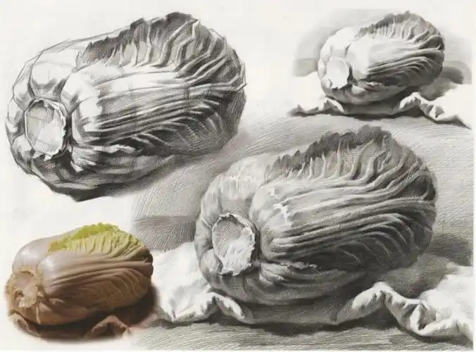 素描静物单体分享