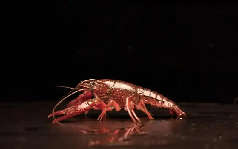 黑色背景上一只鲜活的小龙虾