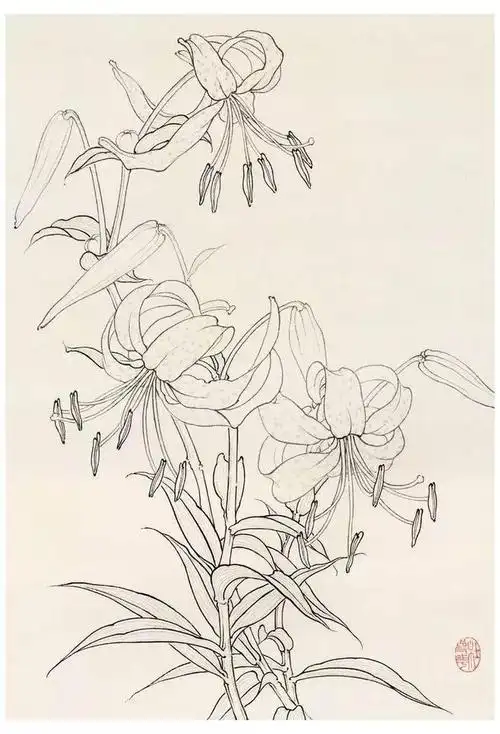 【国画教程】名家教你画白描花鸟|工笔|花鸟画|于非闇|中国画|勾线