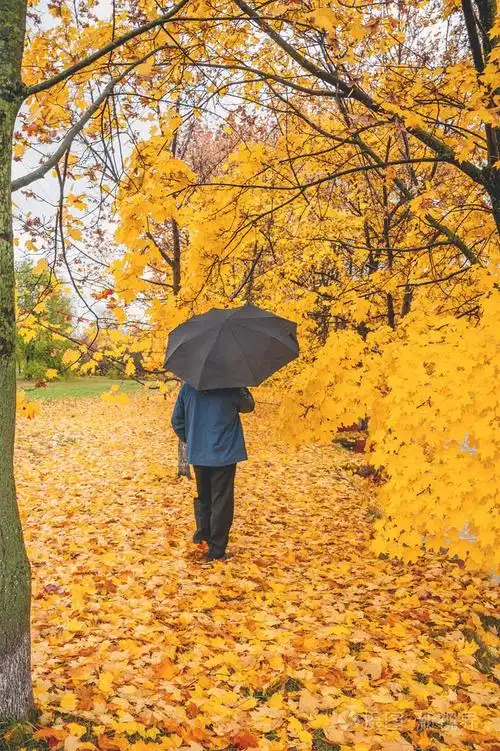 一个人孤单的未知与一把黑色雨伞悲伤在秋天的雨在公园散步