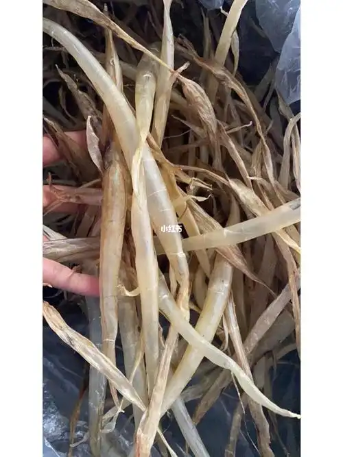 本地小麻鱼肚,一斤量很多,好吃不贵,价格实惠