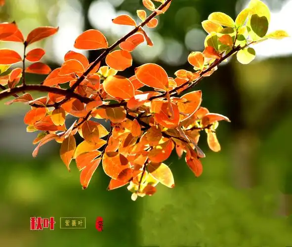 紫薇秋叶别样美