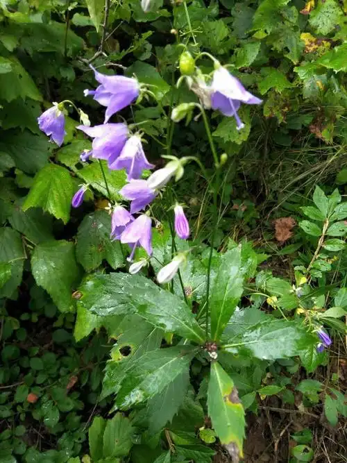 首页 保护地植物物种卡 草本 > 正文  种名(中): 南沙参 学名(拉丁)
