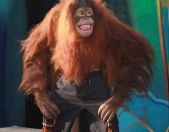 一只红毛猩猩竟然上过大学,而且念的还是美国名校之