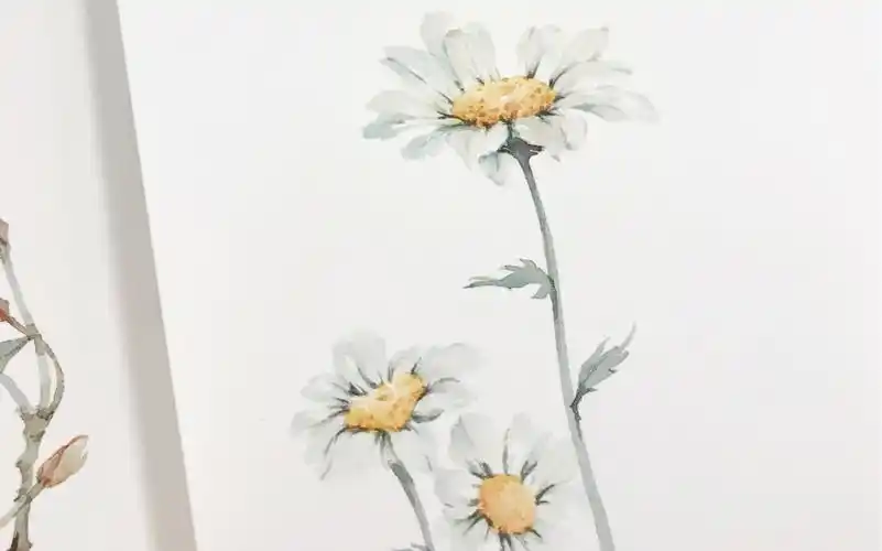 活动  【晓涵水彩】原创水彩|雏菊