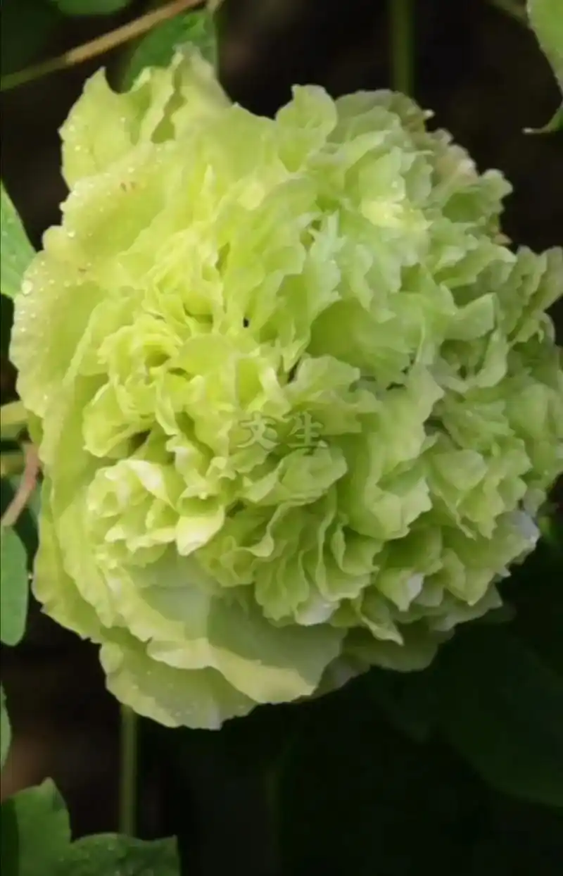 牡丹四大名品之绿牡丹豆绿