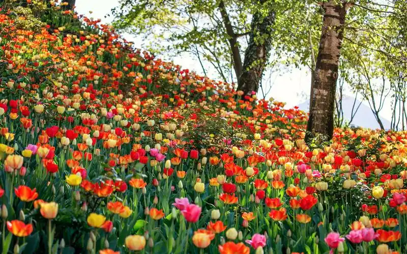 多种郁金香,花田