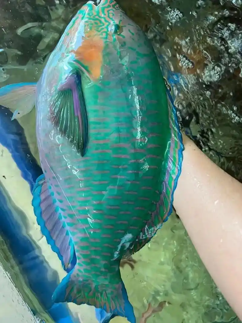 15103608099.青衣鱼,鲜活放血去肚去鳃,打真空全国 - 抖音