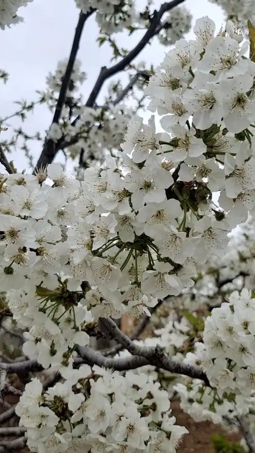 车厘子大樱桃树苗开花结果看产量
