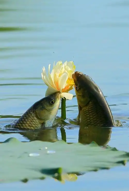 三军司令的鱼吃荷花照片集锦