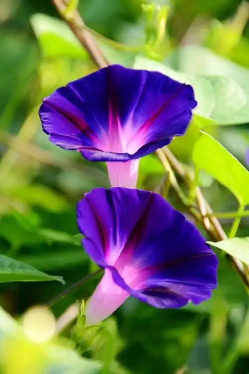 种植##微公益#牵牛花的养殖方法1,土壤:牵牛花怕水多,会造成烂根等