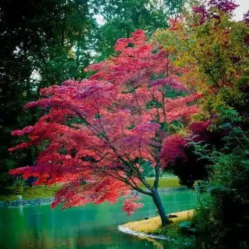 美美的视觉享受美景微信头像适合中老年人的头像