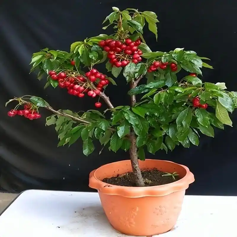 在家盆栽樱桃,打理简单,果肉美味可口,早日实现"车厘子"自由