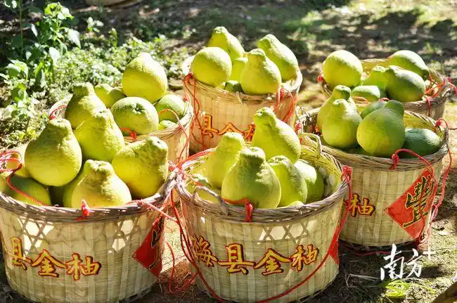 好山好水出好柚梅县金柚获农产品地理标志认定