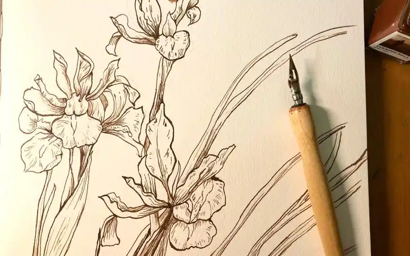 蘸水笔/植物线稿/鸢尾花