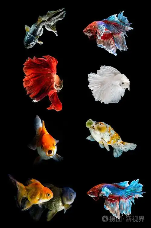 收集各种鱼在黑色背景下,斗鱼,金鱼
