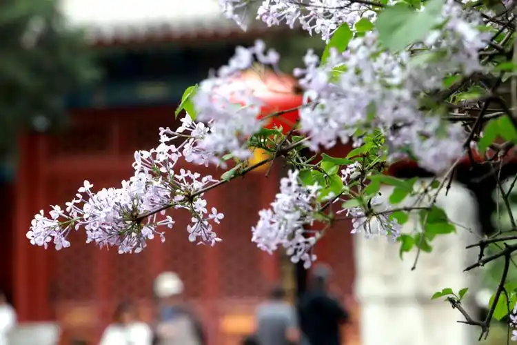 千年古刹春意浓北京法源寺丁香花开吸引游客