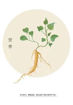 党参图片