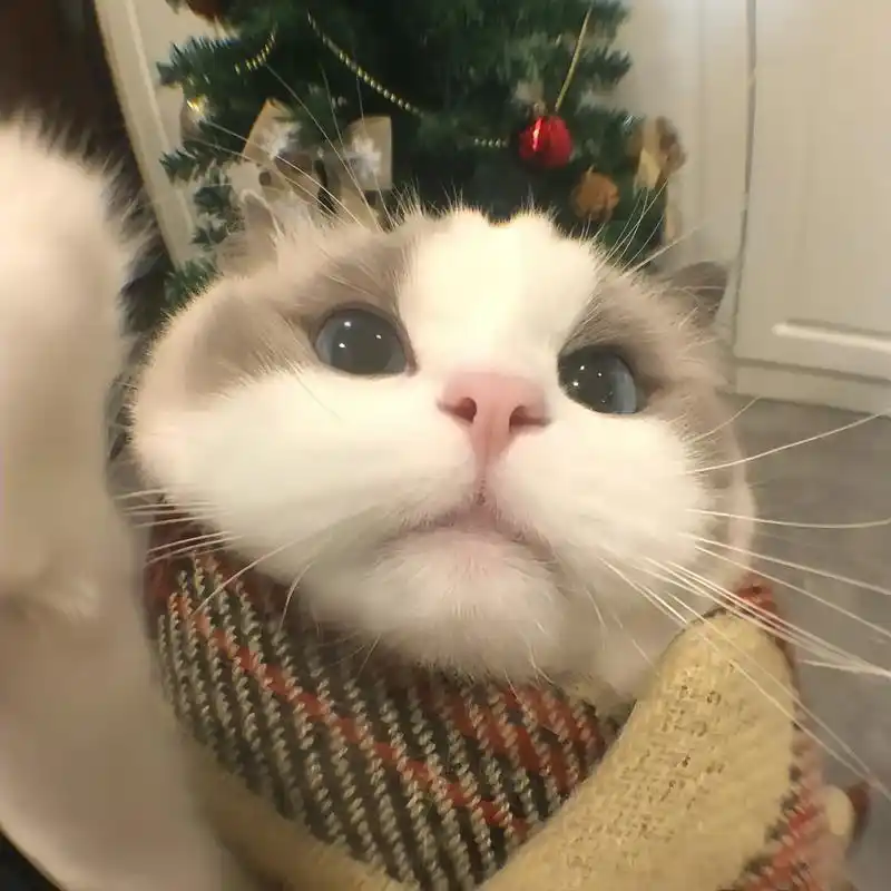 一组超清猫猫情侣头像哦～#小猫咪怼脸杀视频 #萌宠出道计划  - 抖音