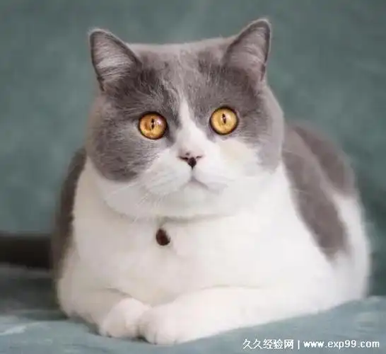 英短猫多少钱一只,价格最在1000元左右(3种最常见的英短品种猫)