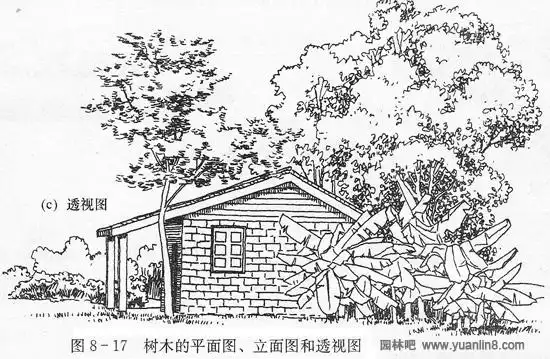 园林构景中树木的立面表现附图例