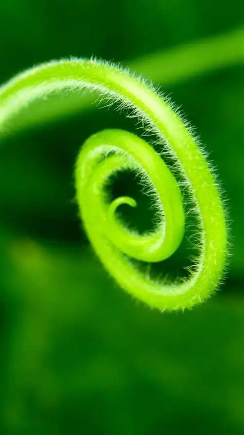 绿色植物护眼锁屏,高清桌面,手机锁屏图片-壁纸族