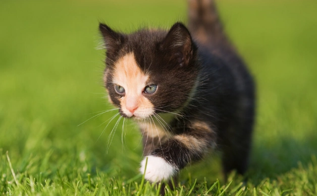 【互动】第一眼喜欢哪个小动物,测出你真实的性格!